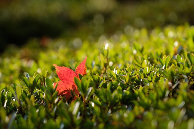 Red autumn leaf lying on green grass