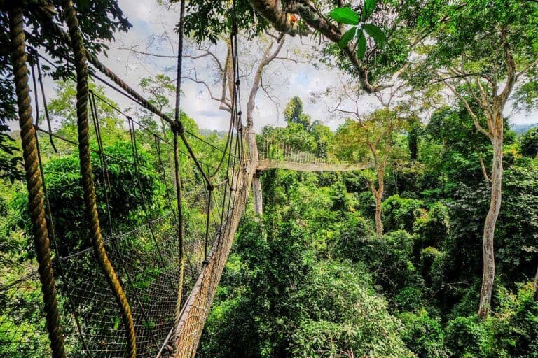 Canopy Walkway of Kakum National Park – Photo by demerzel21 on Adobe Stock