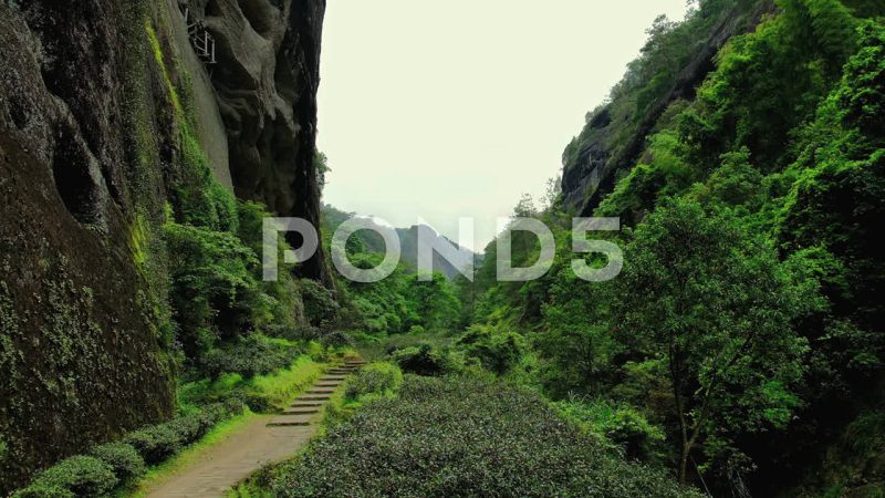 Panorama Of Lush Green Da Hong Pao Valley Landscape, Wuyishan, China Panorama Of Lush Green Da Hong Pao Valley Landscape, Wuyishan, China