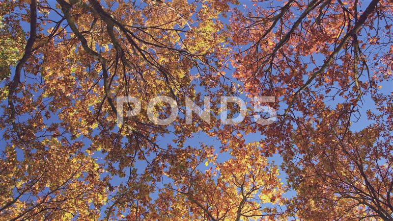 Stationary Overhead View Of Autumn Tree Leaves, London, United Kingdom