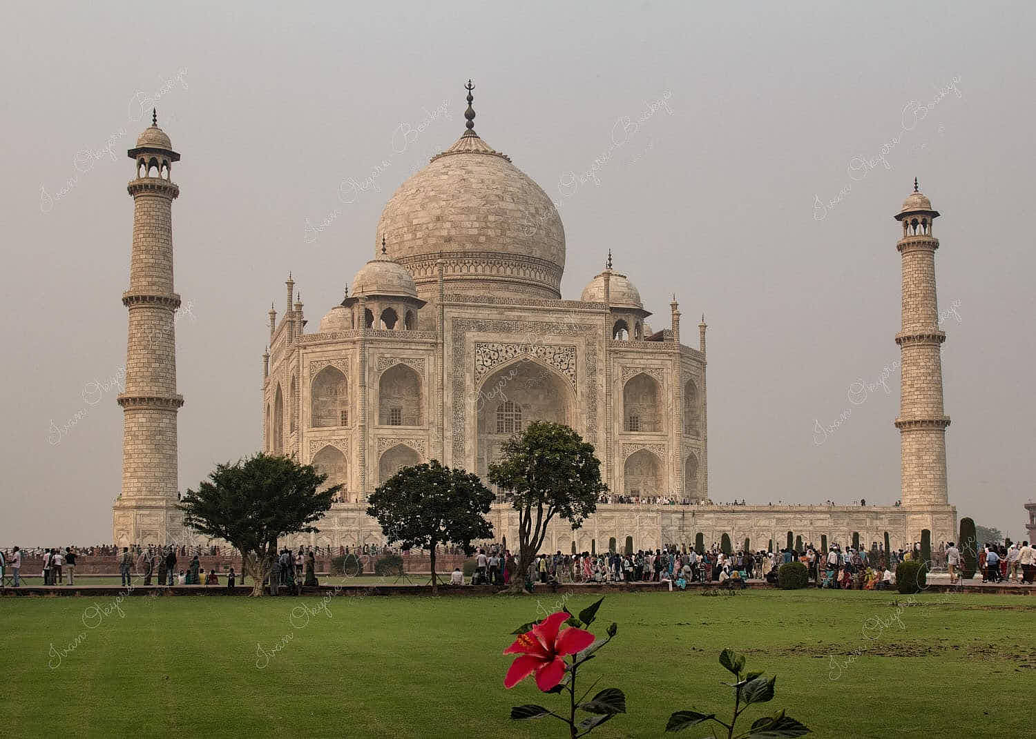 Red flower in the Taj Mahal gardens in Agra, India