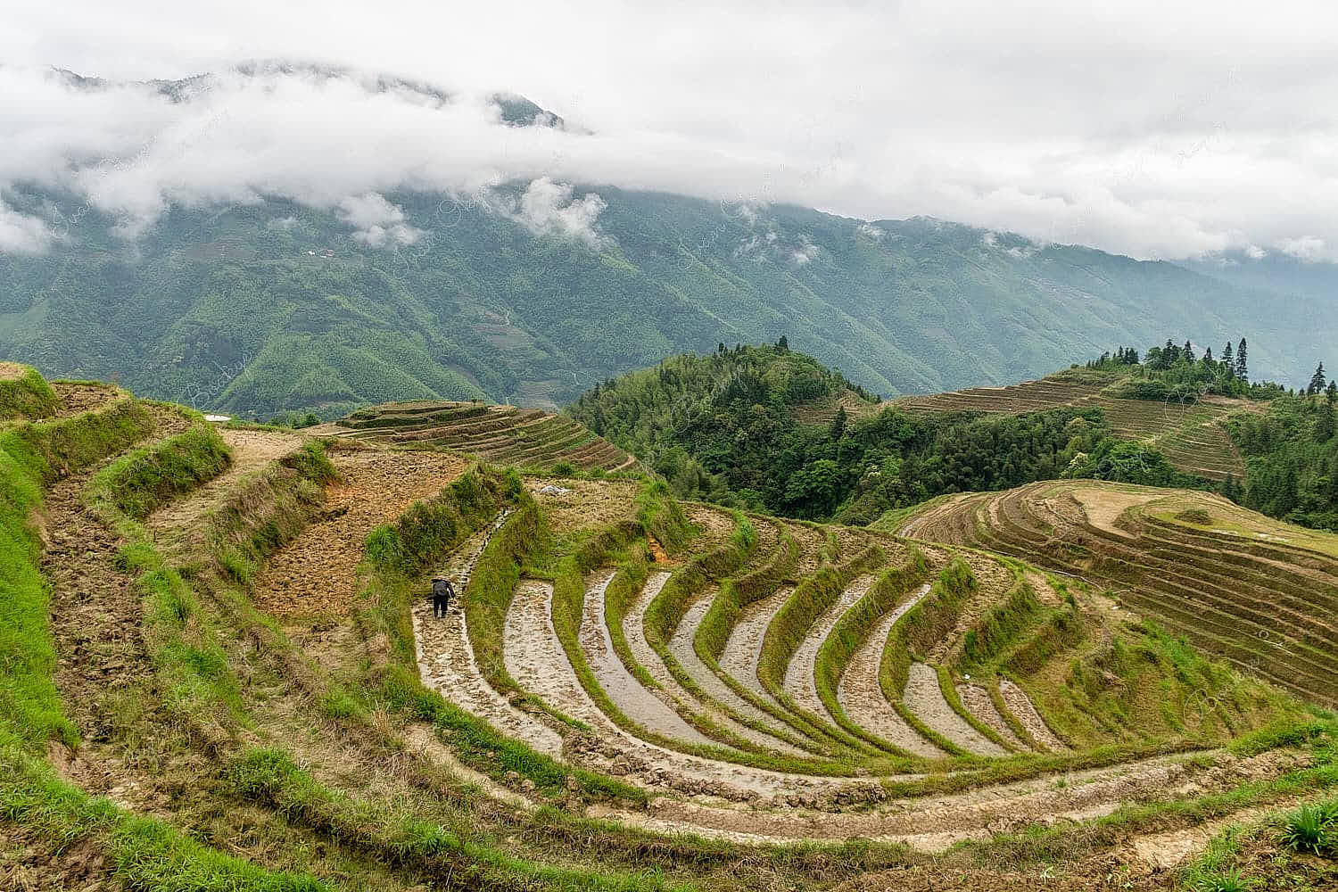Elevated view of rice fields on a foggy day at Longsheng Rice Terraces, Longji, China