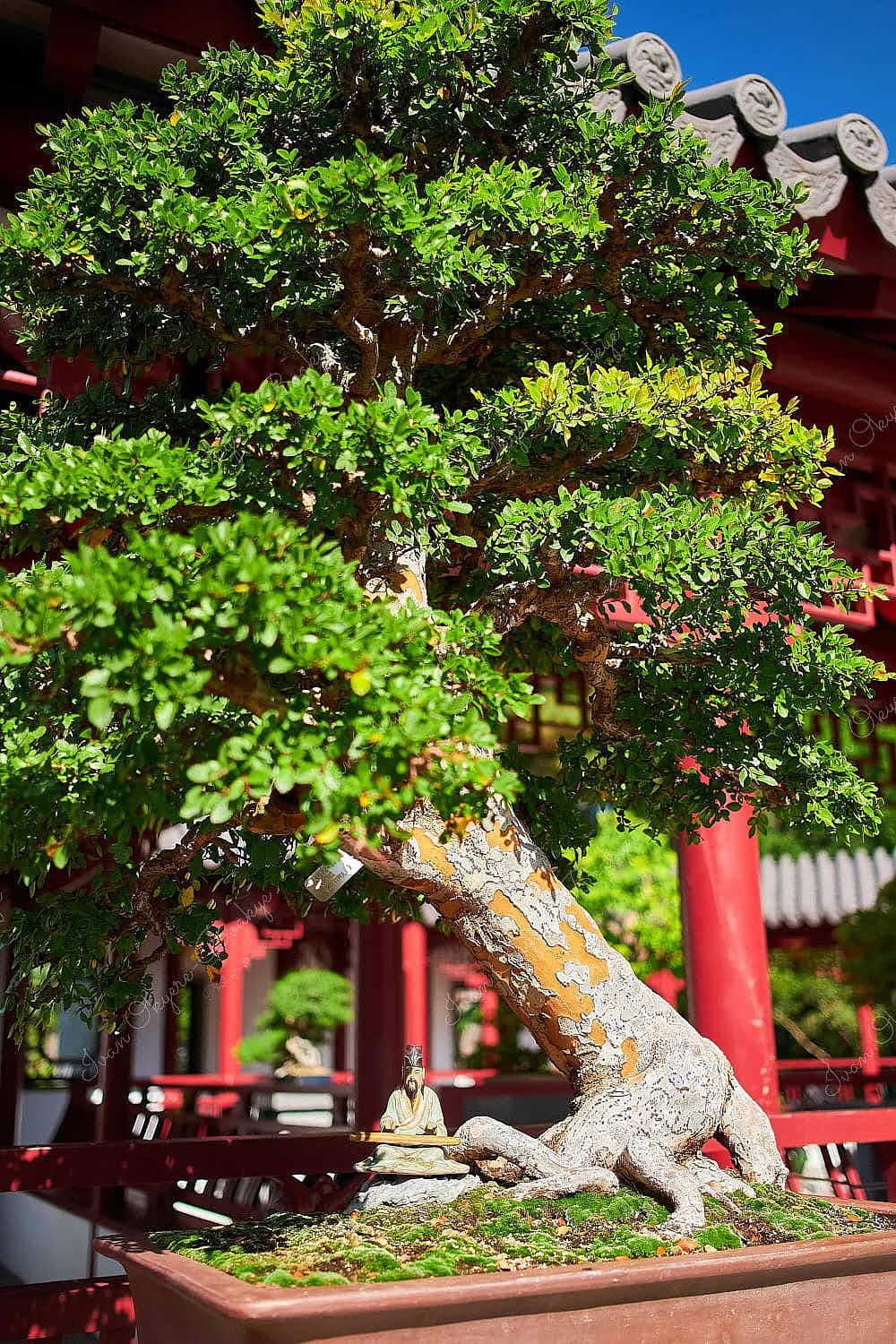 Bonsai tree with an ornamental Chinese Musician playing a traditional musical instrument in Chinese Gardens in Montreal Botanical Garden, Montreal, Canada
