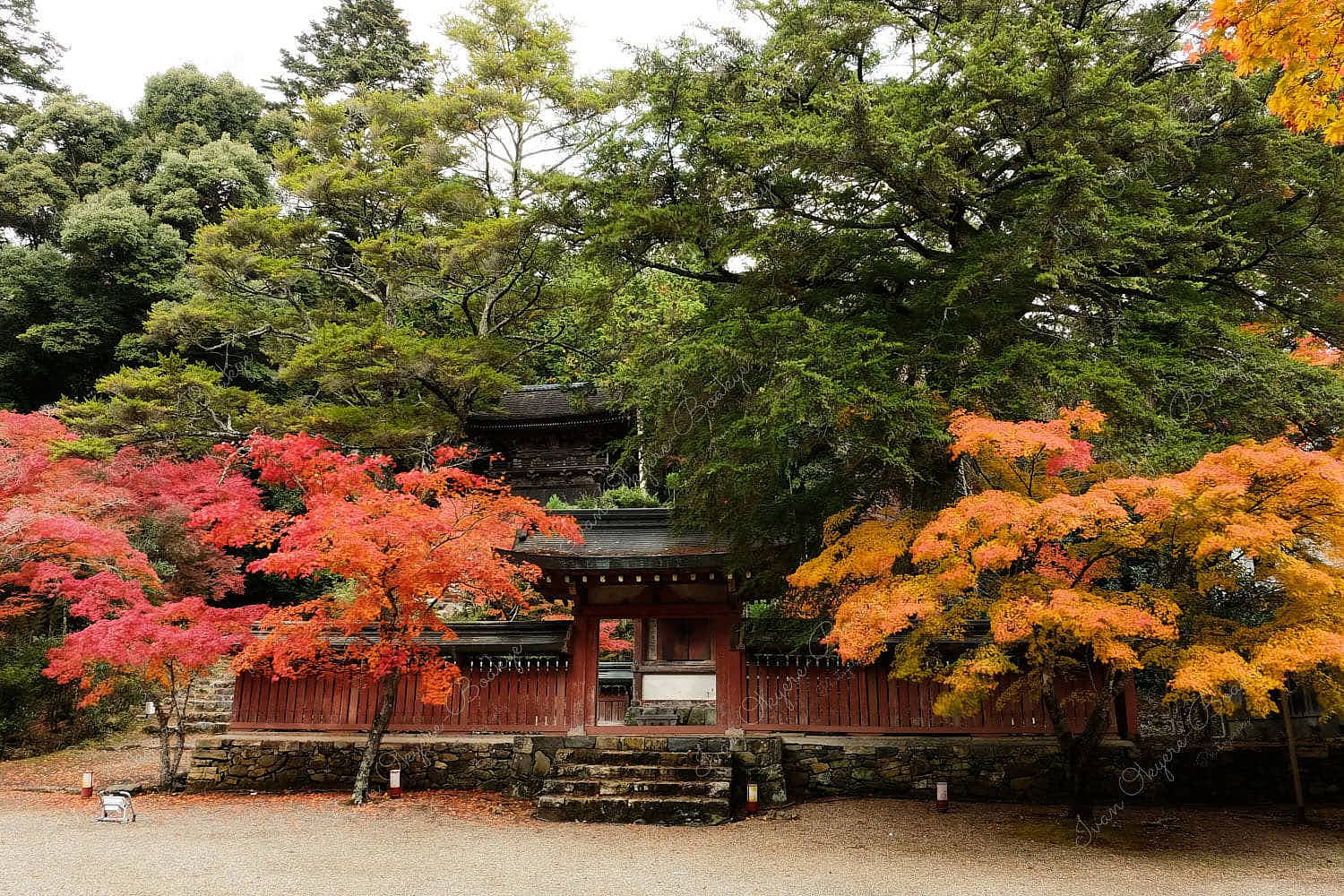 Gorgeous landscape of autumn colour trees and traditional Japanese buildings in Jingoji Temple in Kyoto, Japan